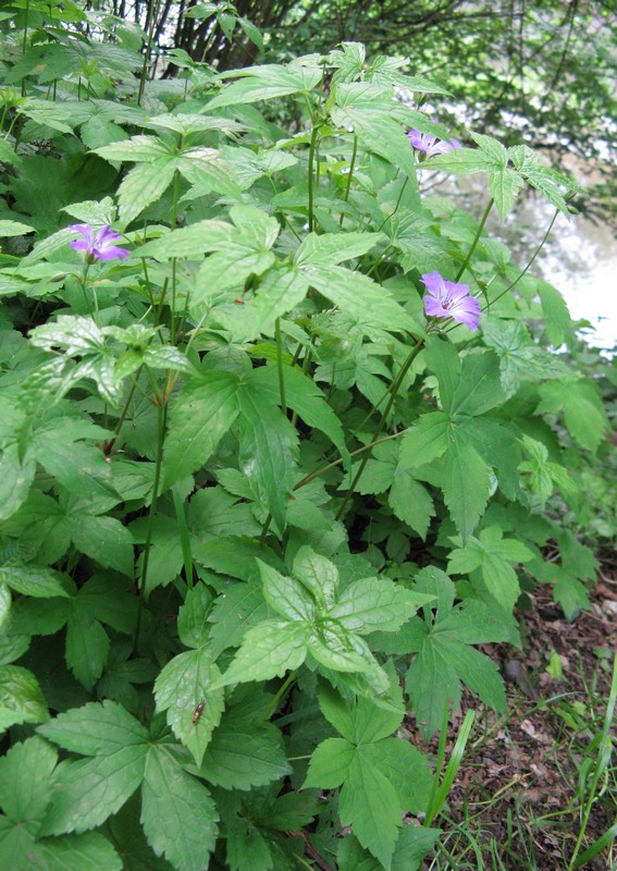 Geranium nodosum / Geranio nodoso